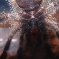 Avicularia bicegoi