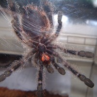 Avicularia bicegoi, Brick Red Pink Toe