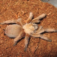 Aphonopelma moderatum