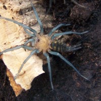 Linothele sp. bolivia