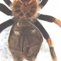 B. smithi whadda ya think?