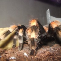 Female Brachypelma smithi