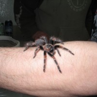 Brachypelma Auratum