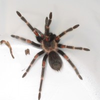 Brachypelma Auratum