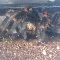 Brachypelma Auratum