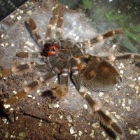 Smithi - male or female ?