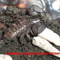 baby scorpions