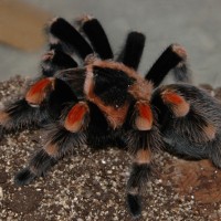 B. smithi Velma