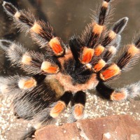 B. smithi Velma