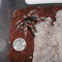 bsmithi1