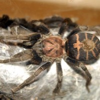 c fasciatum