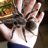 Brachypelma albopilosum