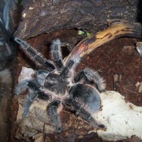 Brachypelma albopilosum