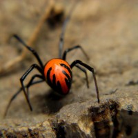 Latrodectus spec. Laos (female)