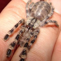 Damiana (Poecilotheria regalis)