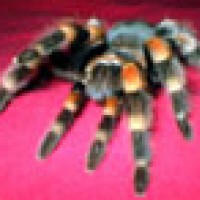 Drake (Brachypelma smithi)