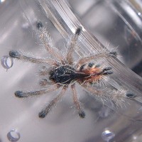 Avicularia Sp. Amazonica "Giant Amazon Pinktoe"