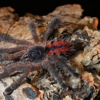 Avicularia versicolor