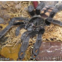 Psalmopoeus.irmina "Night Crawler"