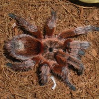 Grammostola rosea "RCF" or Paraphysa scrofa?