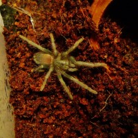 Lasiodora parahybana