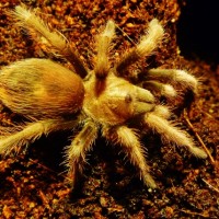 Aphonopelma Sp