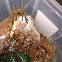 Obi - my murinus sling