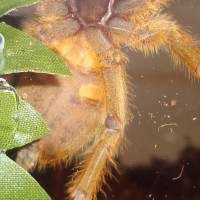 Obt