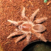 P. Muticus (C. Crawshayi)