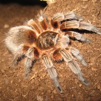 paraphysa scrofa