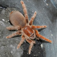 Baby Citharischius crawshayi female