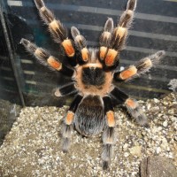 drut my female b.smithi