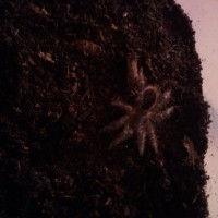 Newly Molted