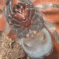 B. Smithi