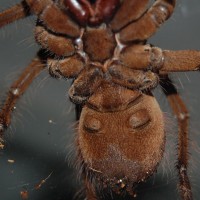 theraphosa stirmi