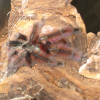 A. versicolor