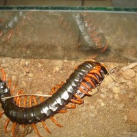 Scolopendra sp. (mexican orange legs)