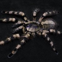 Poecilotheria formosa：♀