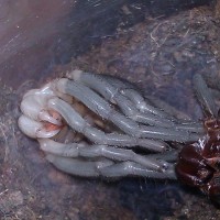 Maraca cabocla sling molting