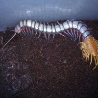 Scolopendra sp. molting