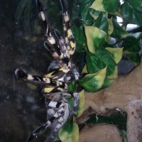 Poecilotheria regalis