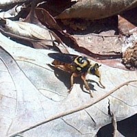 Some sort of Robber fly