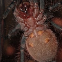 Pamphobeteus sp. platyomma