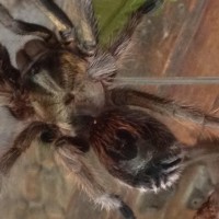 Help me identify this tarantula that was sold to me as a gold burst