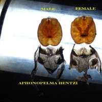 Aphonopelma Hentzi Male and Female