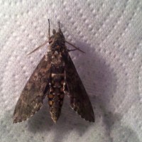 Sphinx Moth dorsal view