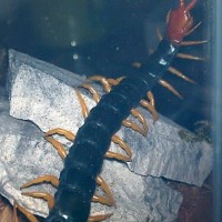 Scolopendra heros castaneiceps