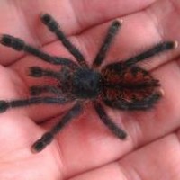 Avicularia What?