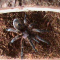 Female Paraphysa Scrofa