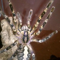 P ornata female